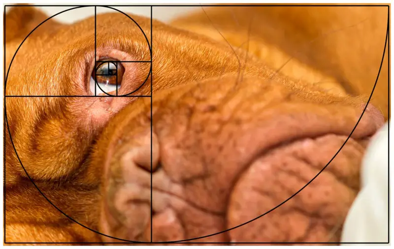 En närbild av en hunds öga och nos, med en överlagd gyllene snittet foto-spiral som framhäver kompositionen.